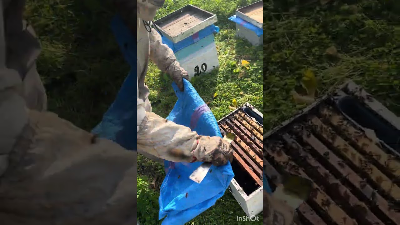 🌼 *تقسيم خلية على 8 إطارات بالنفضة* 😊- *طريقة فعالة لزيادة المنحل* 🐝.#foryou 