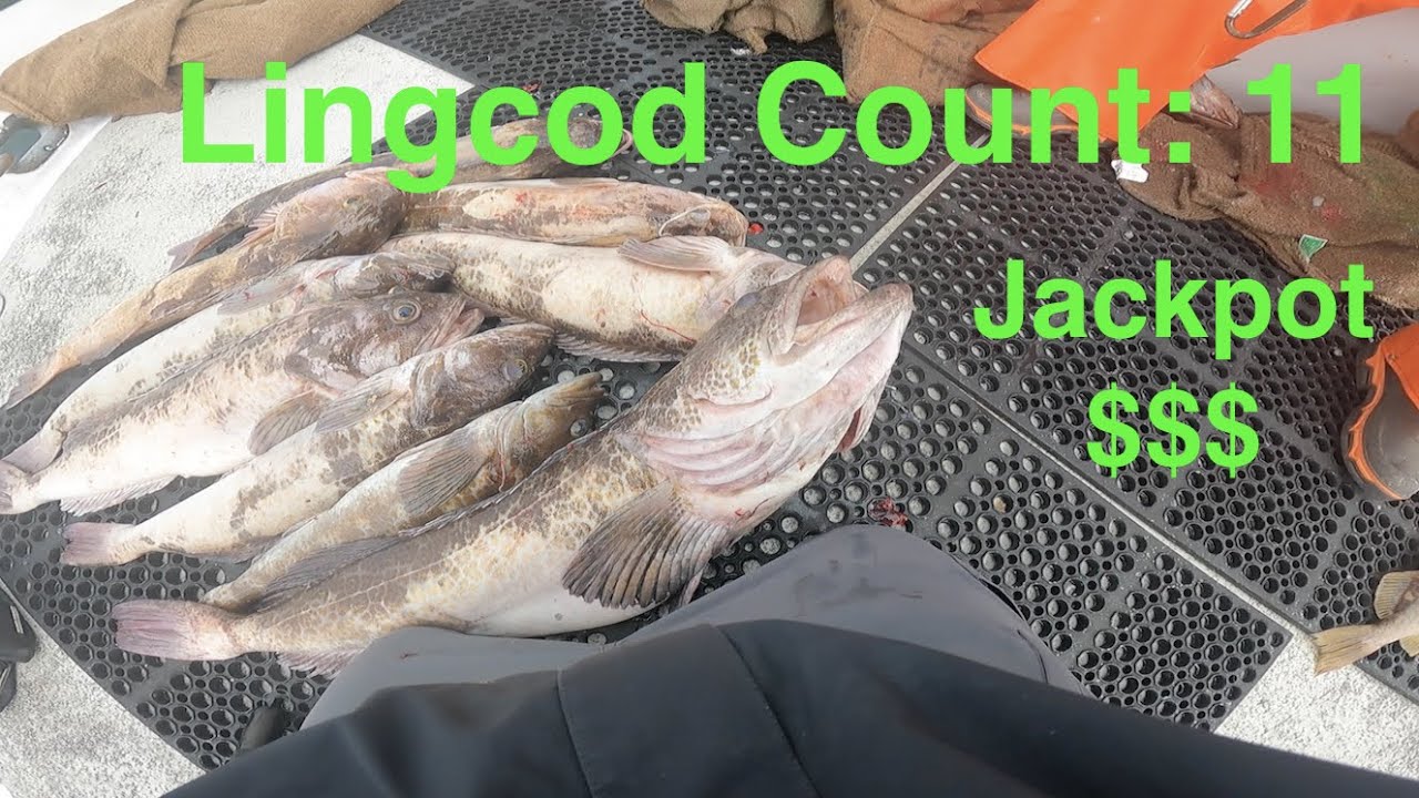How to Catch Lingcod on Swimbaits | Tips and Tricks