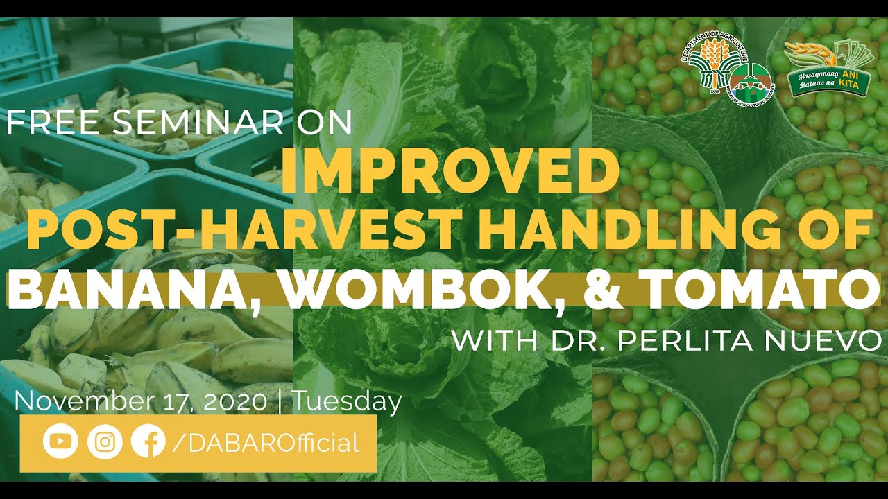 Improved Post-harvest Handling for Banana, Wombok and Tomato