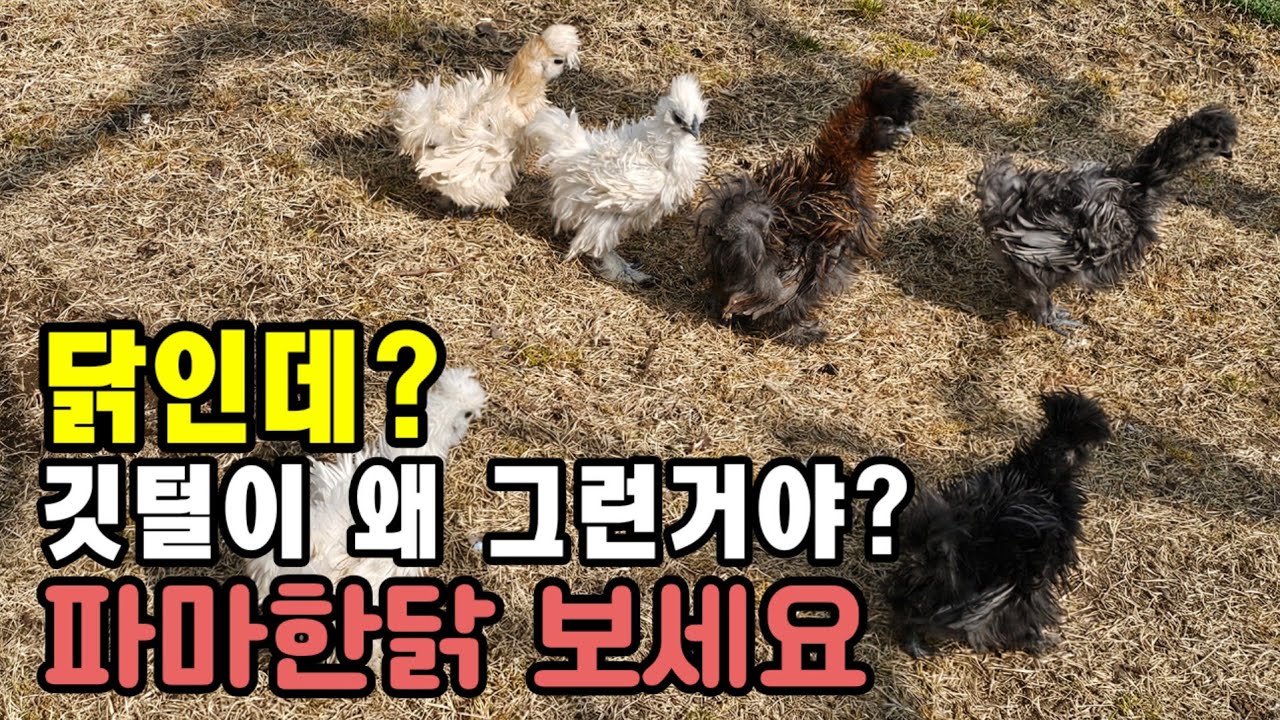 세상에 이런닭이? 파마한닭이라고? #관상닭#닭키우기