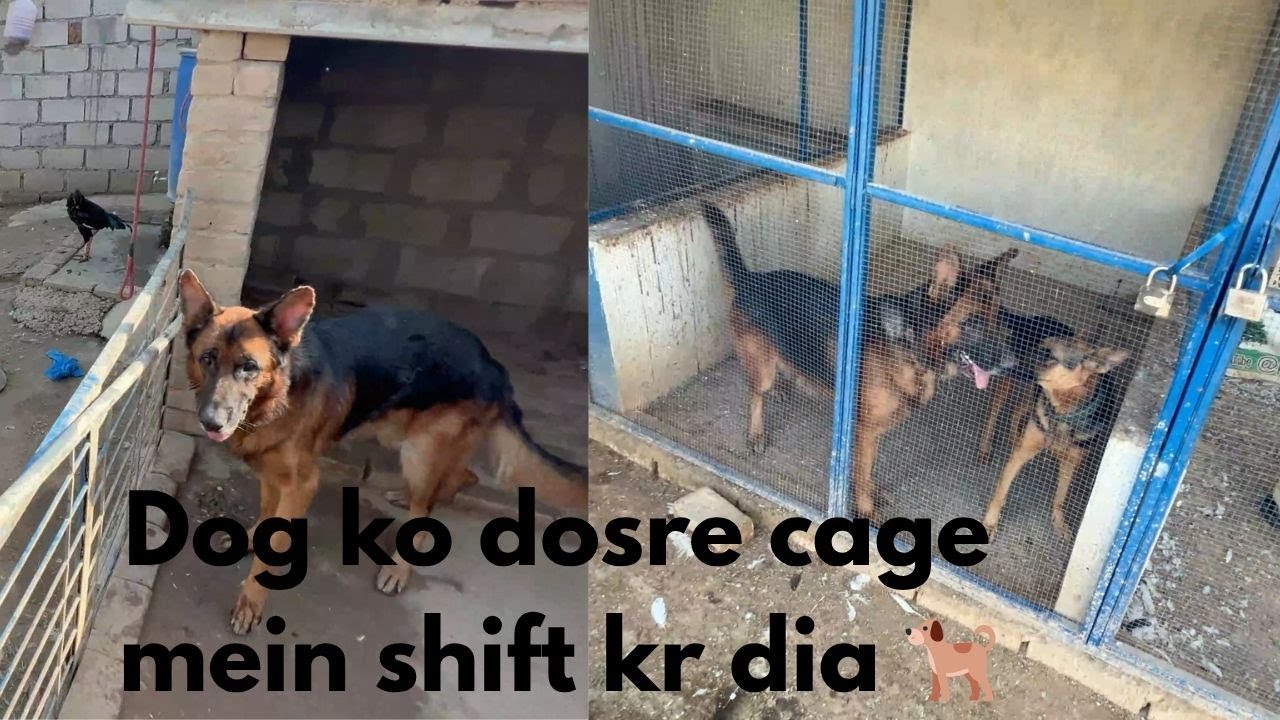 Dog ne apna cage toor dia 🐶|Dog ko dosre cage mein shift kr dia 🐕➡️🐕‍🦺
