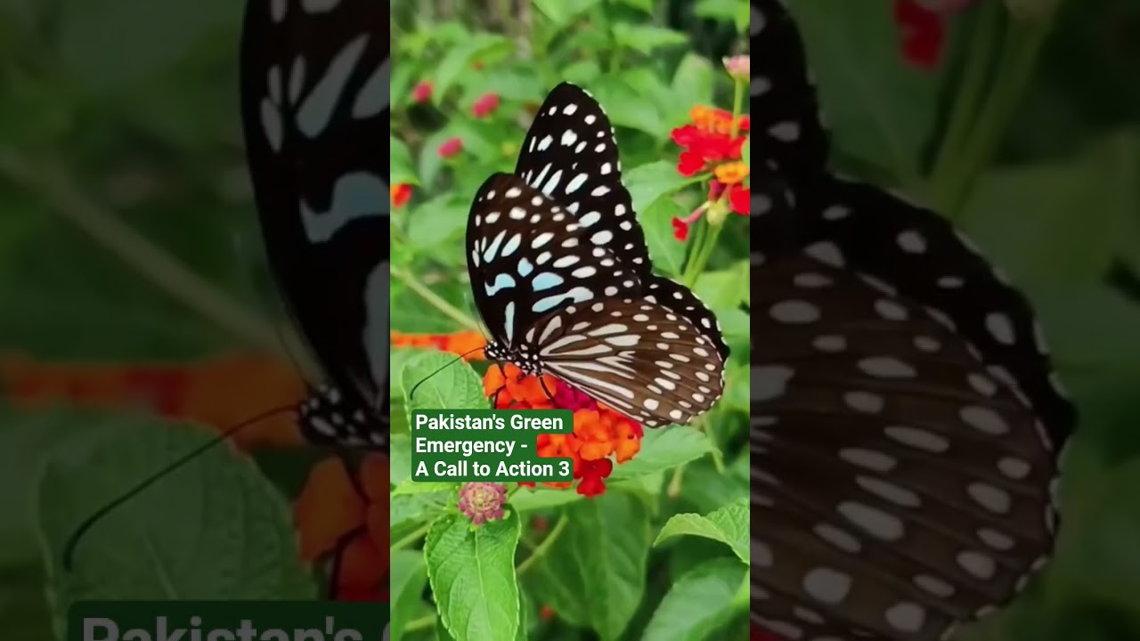 Pakistan's Green Emergency - A Call to Action 