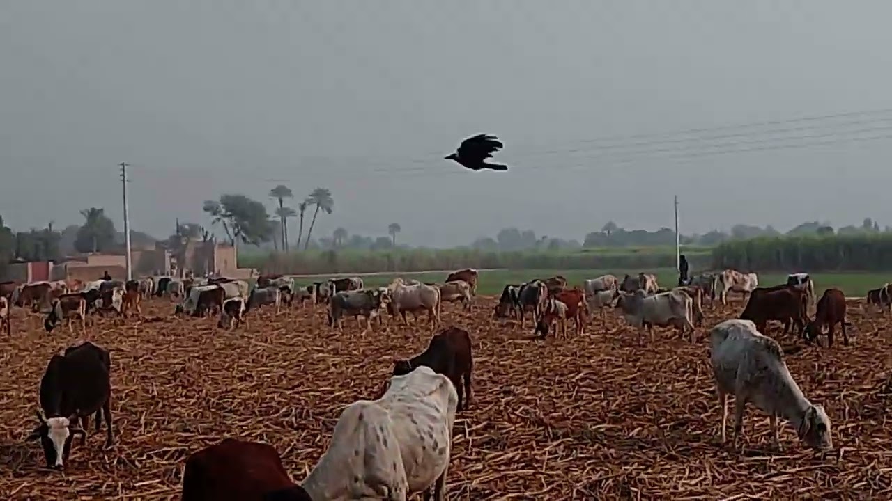 Two cows are drinking dirty waterand many cows are happily eating sugarcane from the sugarcane field