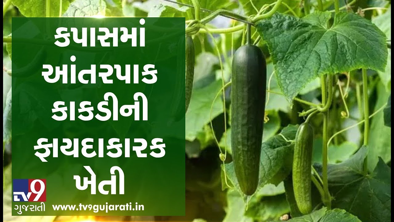 Intercropping: Anand agriculture university scientists planted cucumber among cotton crops | Tv9