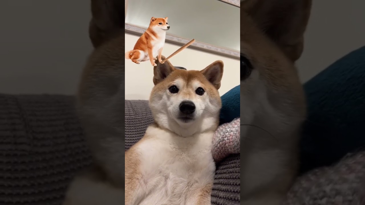 Cheems VS Doge (that&rsquo;s why I love nestle crunch)