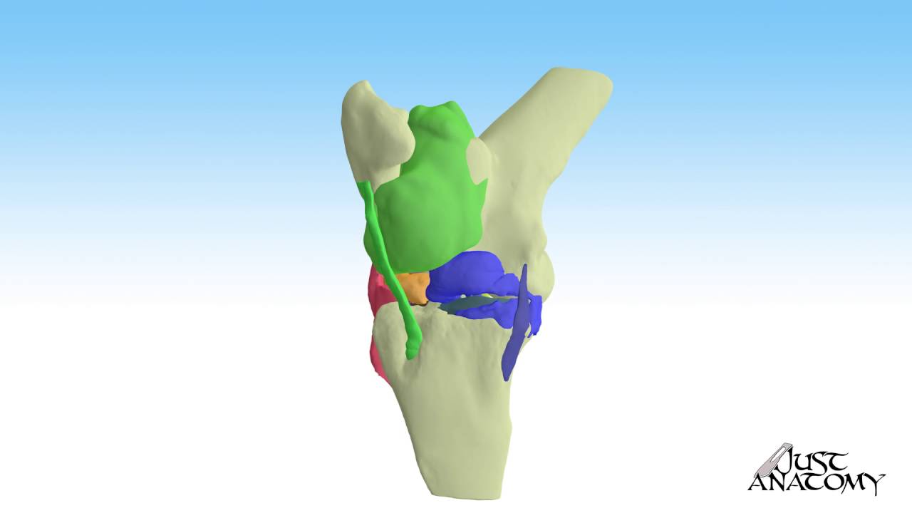 Equine stifle joint