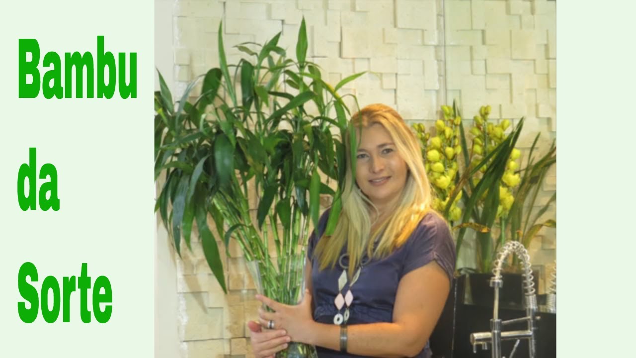 Bambu da Sorte:Como cuidar, plantar e atrair boas energias