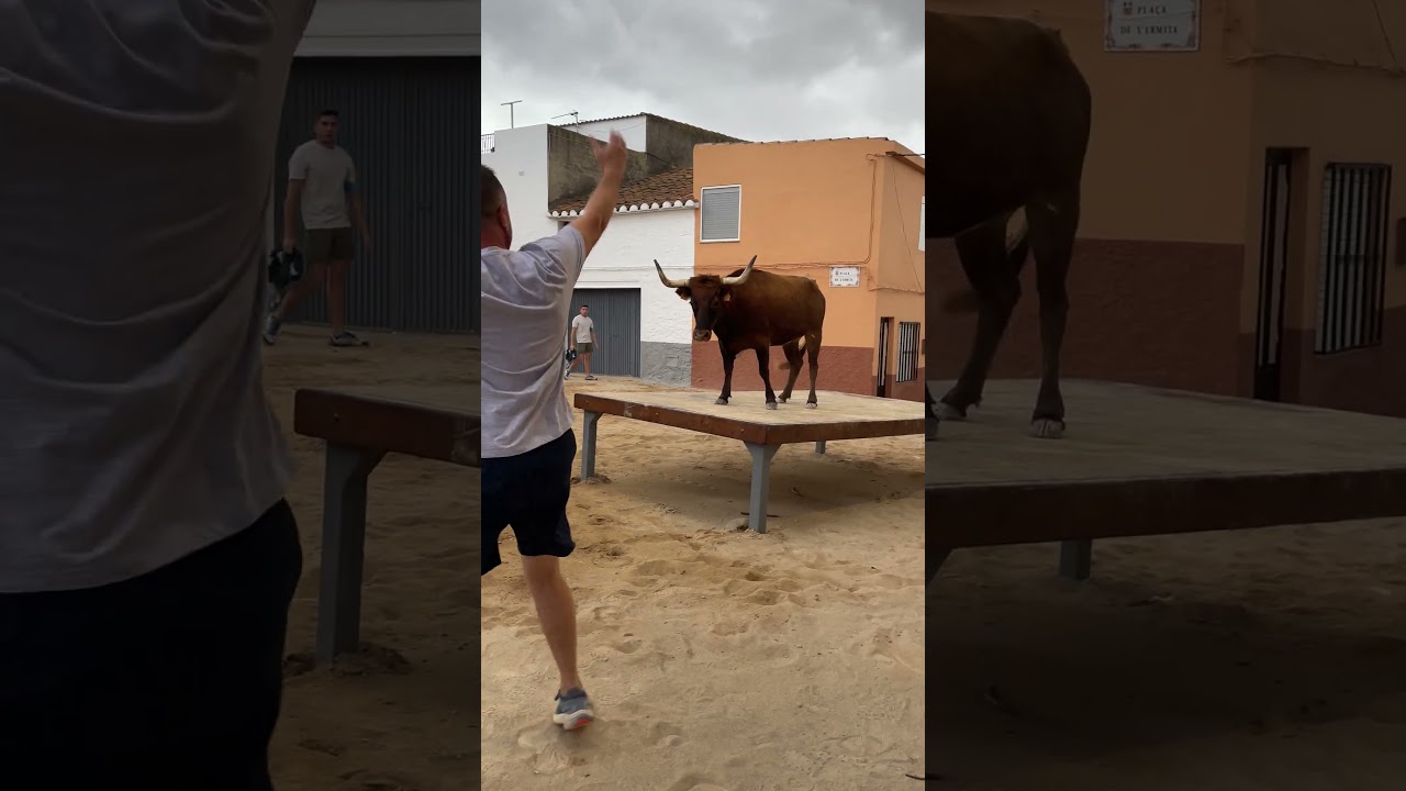 &iexcl;Vaca se sube al tablao en Montalba! (&iexcl;Impresionante!) #vaca #bull #toros #torospopulares #2024