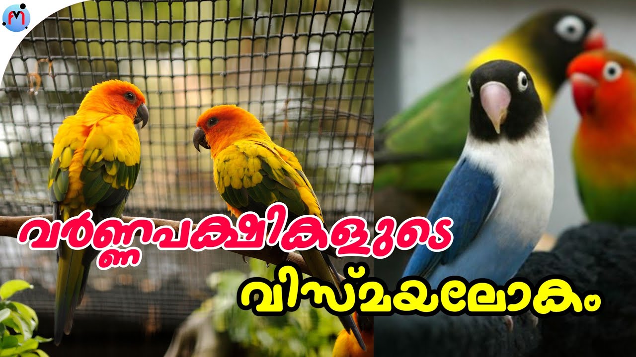 Bird farm in kerala | Heavenly birds kollam