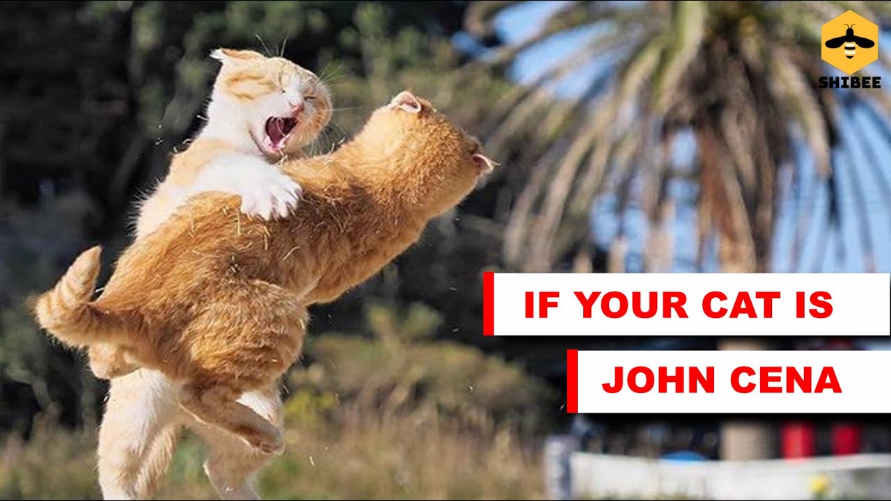 If your cat is Cat Cena #7 | memes | Cat Cena memes | try not to laugh | shibee.