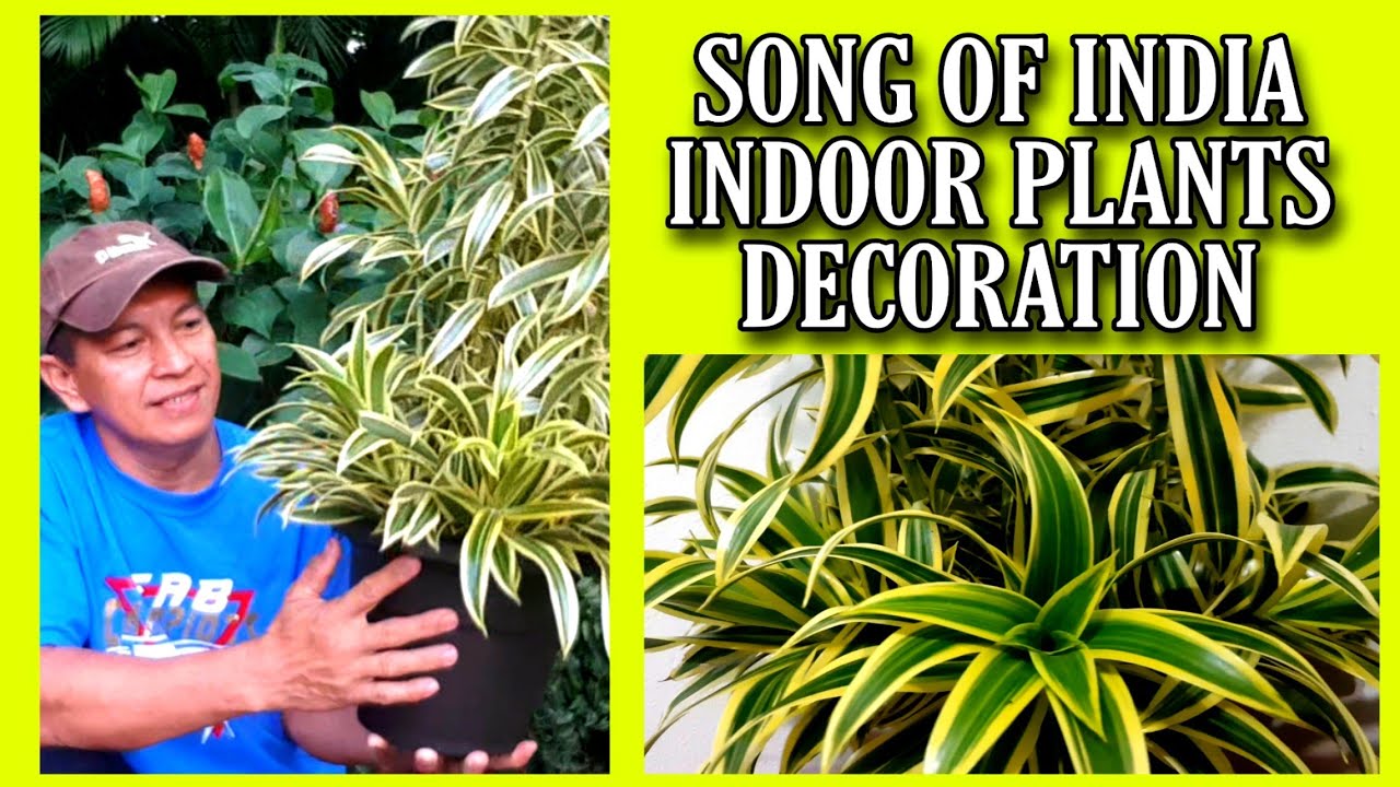 Planting SONG OF INDIA for indoor plant / SONG OF INDIA PLANT CARE/ SONG OF INDIA PLANTS