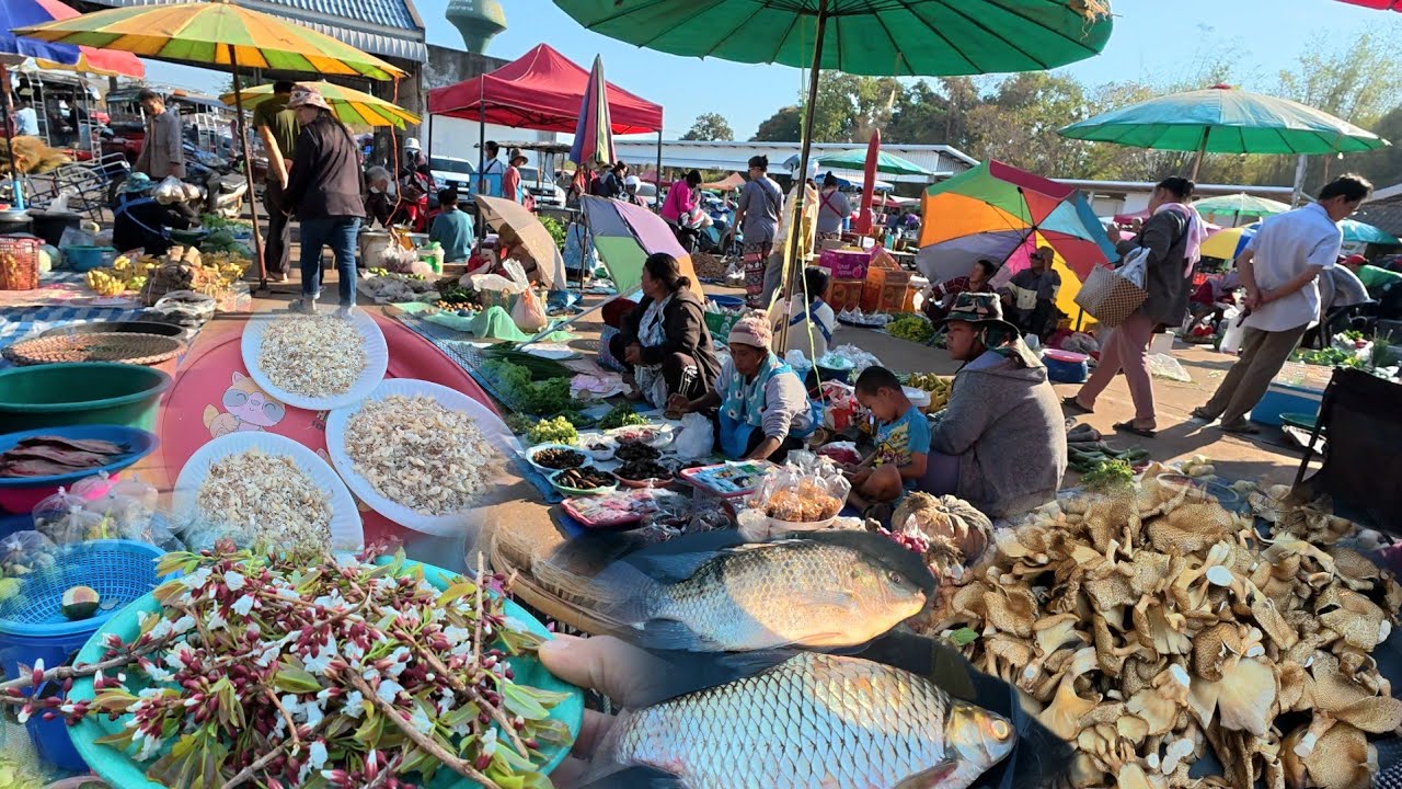 บรรยากาศบ้านๆ | ตลาดวันพุธตระการพืชผล ( คิวรถ ) อู่ข้าวอู่น้ำ ตระการพืชผล อุบลราชธานี