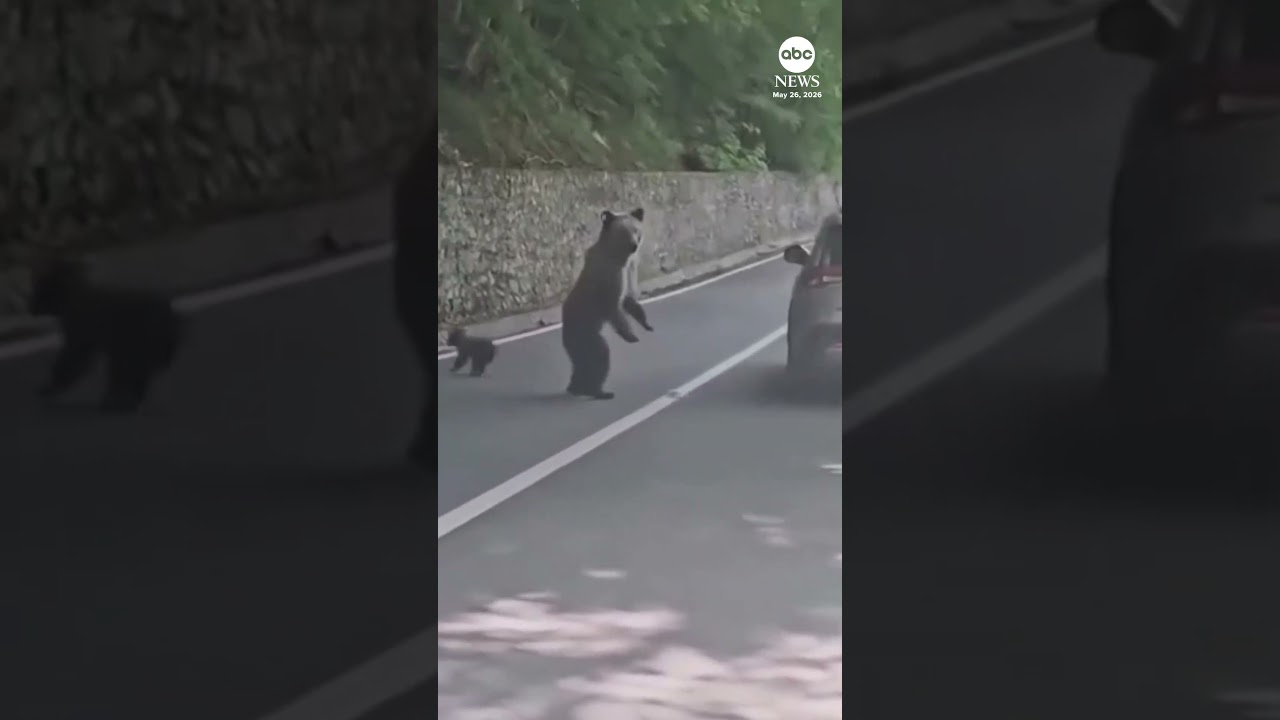 Нападение медведя в Румынии запечатлено на камеру.