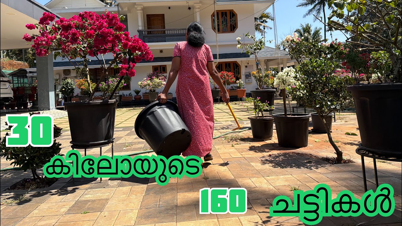 30 കിലോ ചട്ടിയിൽ ബൊഗൈൻവില്ല നടൽ