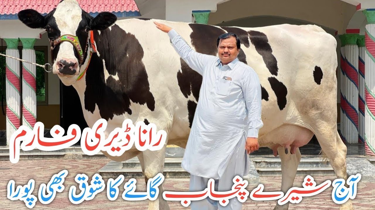 Rana Dairy Farm | Top class imported cows | Australian Friesian cows | Jani best