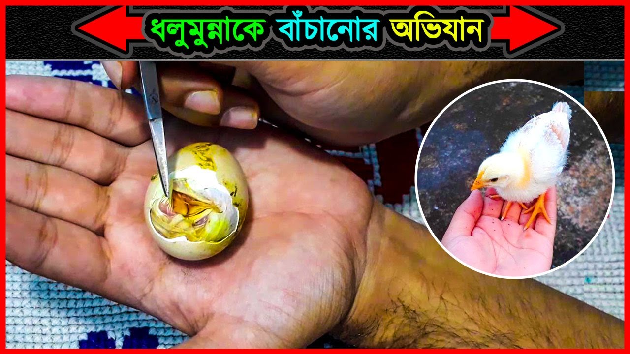ডিমের ভেতরে আটকে যাওয়া মুরগির বাচ্চা বাঁচানোর পদ্ধতিঃ 🐣 Saving chicks from inside the egg ⚡ jactok