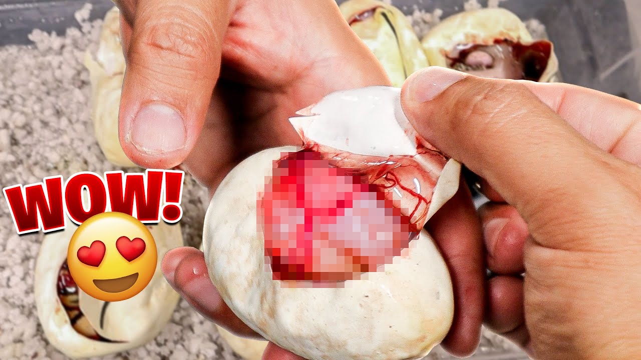 No Creerás Lo Que Salieron Estos Huevos De Serpiente!