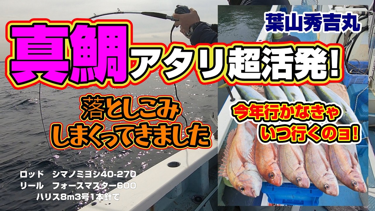 コマセマダイアタリ超活発　落としこみまくってきました!　ノッコミはどうなっちゃうの？秀吉丸