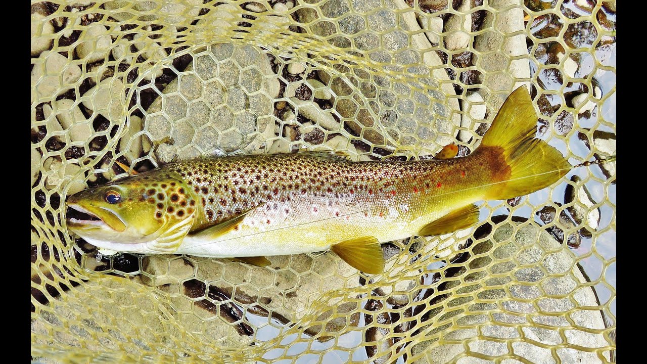 Best trout of the season.