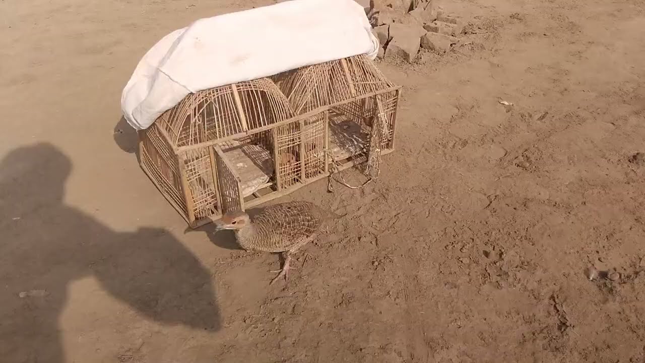 Irane dakni teetar pair enjoying 