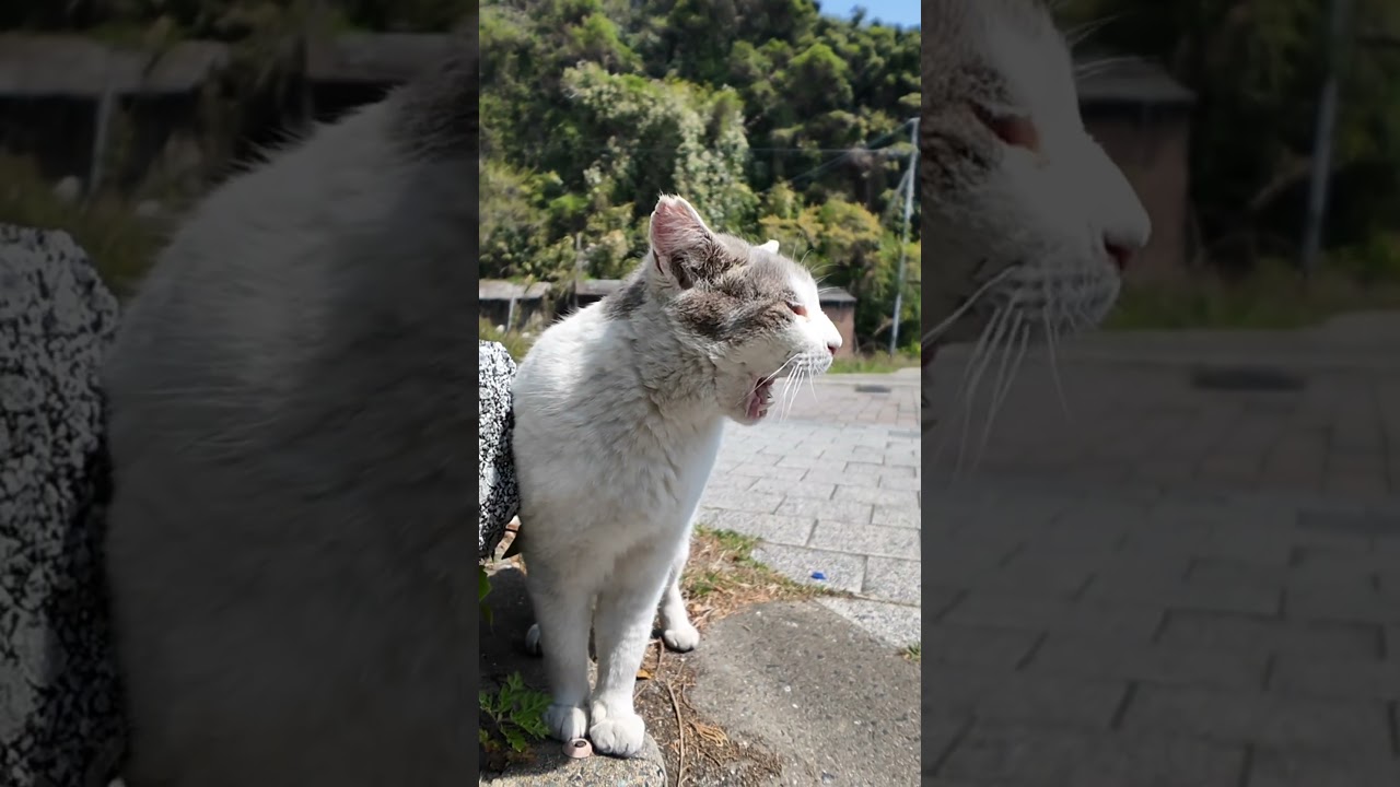 もうちょっとで何か喋りそうな猫 #ImpressedCatVideo #catisland #猫