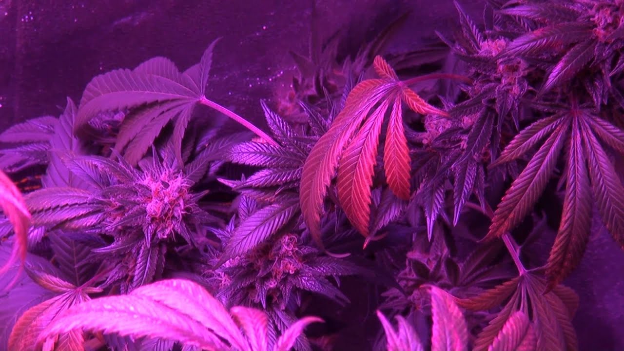 ULTIMATE LED TEST - GrowBlu Tent - Episode 21