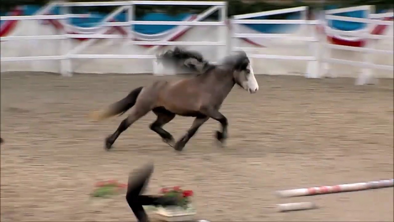 Oddi vom Galgenberg Körung 2019