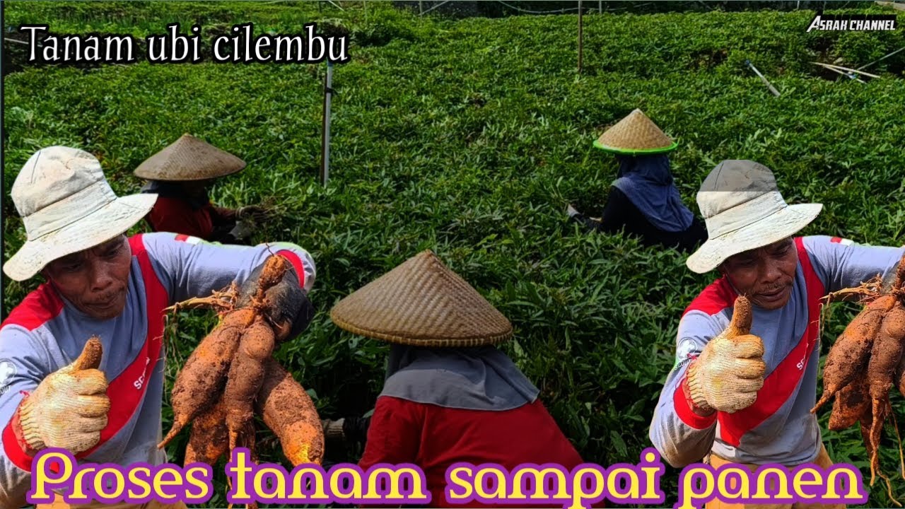 Rahasia Panen Ubi Cilembu Super Manis! Dari Bibit Sampai Siap Jual !!