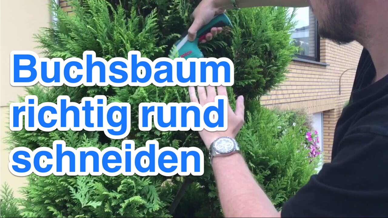 Buchsbaum, Büsche und Bäume kugelförmig rund schneiden