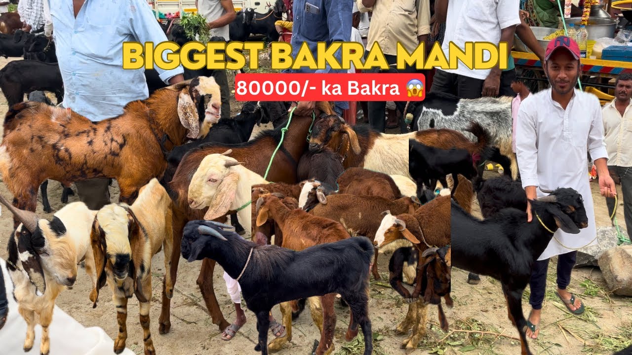 Gulbarga’s Biggest Bakra Mandi | Hafte me 1 Baar Lagne wala Bazaar hai Guy’s | Bakra Eid Vlog
