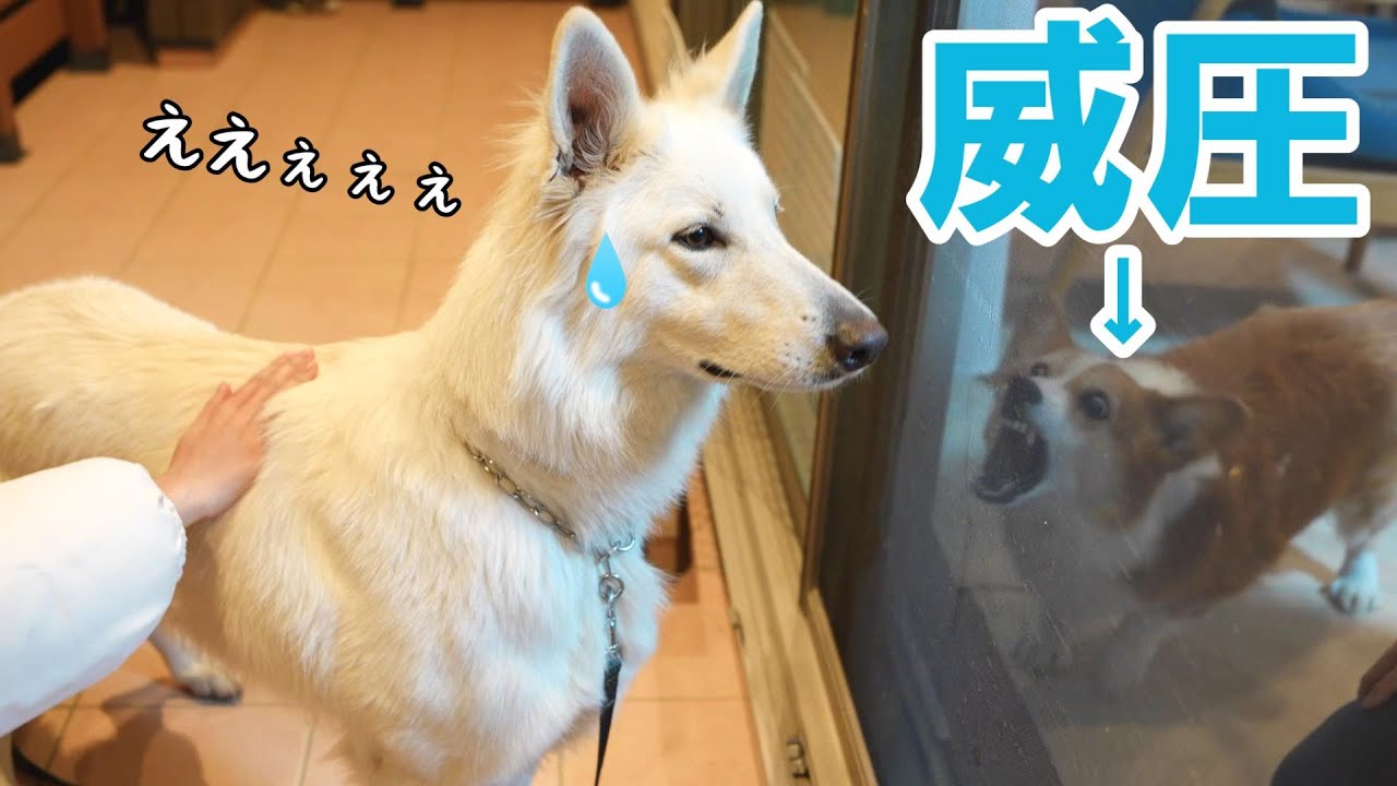 自分の3倍はある大型犬が突然現れたらこうなる