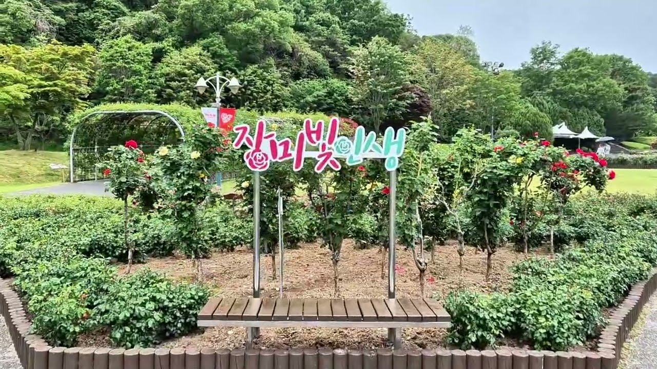 울산공원 에서 펼쳐지는 장미축제의 추억
