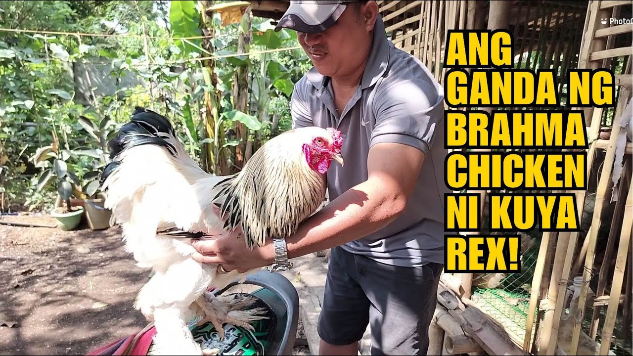 ANG GANDA NG BRAHMA CHICKEN NI KUYA REX!