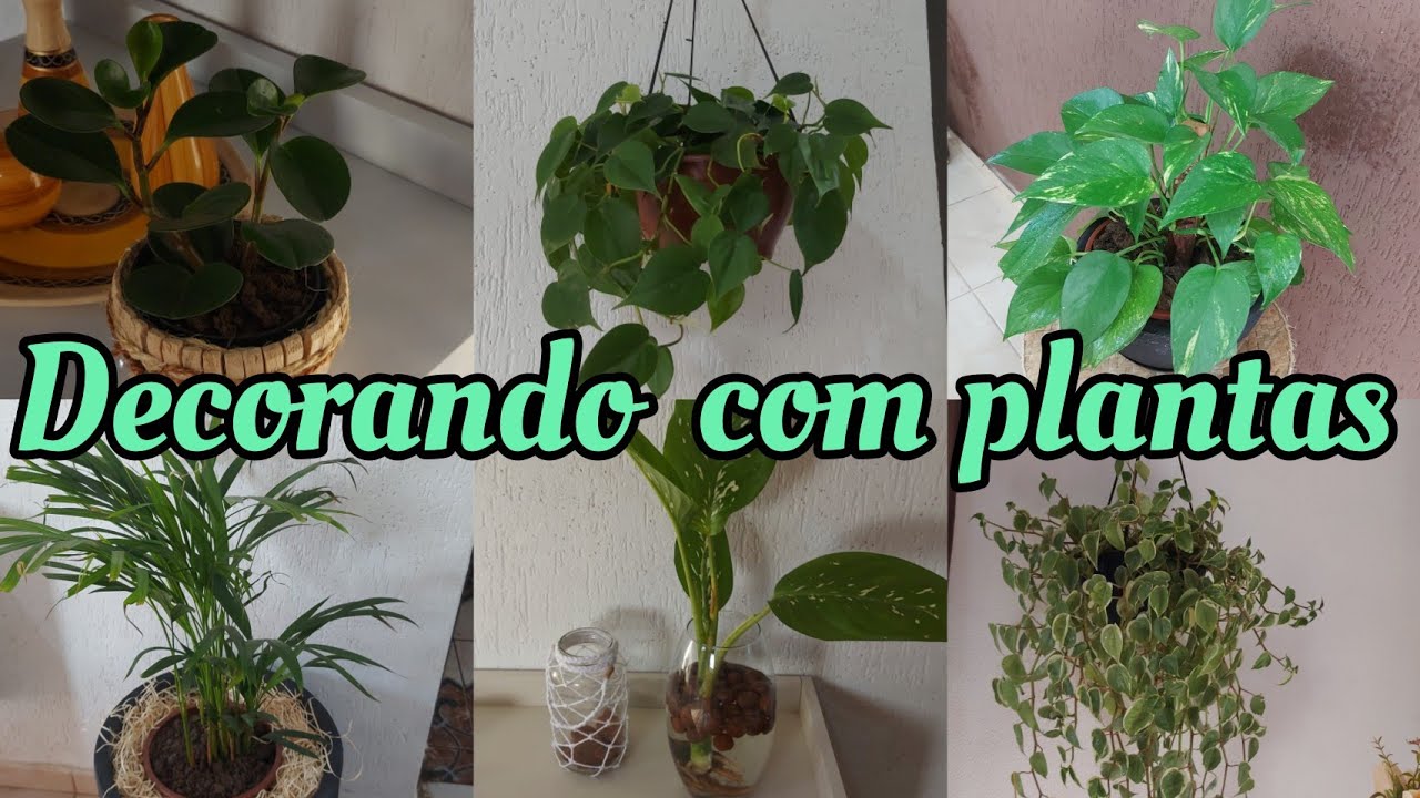 Decoração  na cozinha com plantas /da úm charme e fica bem harmonioso .