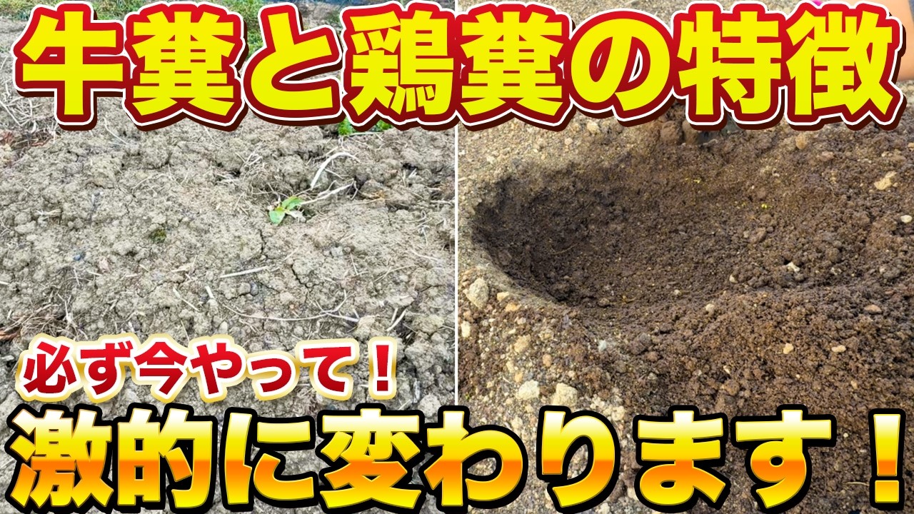 【必見！】牛糞と鶏糞の違い！入れると土がここまで変わります！（牛糞を入れてから１年後の土を紹介！）
