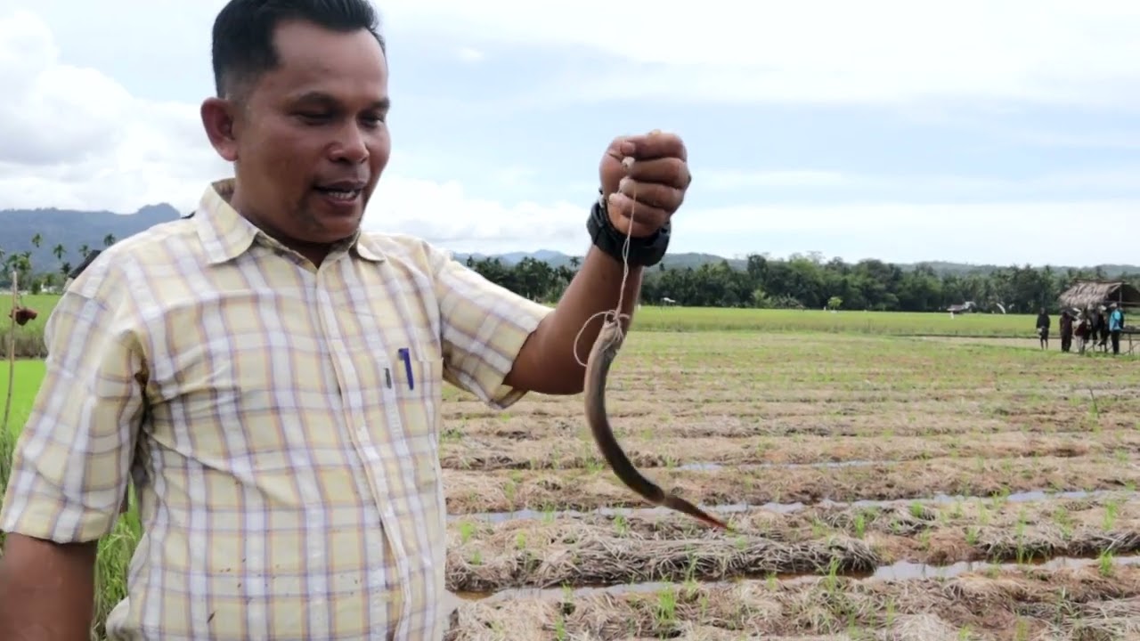 Hasilkan Padi dan Belut dari Sawah Pokok Murah ! Nofinol Edi !!  Sungai Gayo Lumpo Pesisir Selatan
