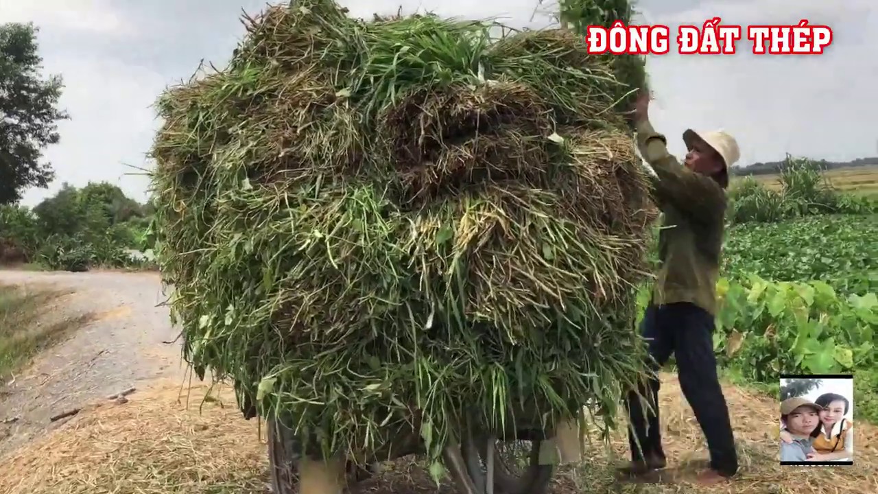 Nông Dân Thời 4.0 Dùng Cái Tời Tự Chế Để Kéo Cỏ / Đông Đất Thép