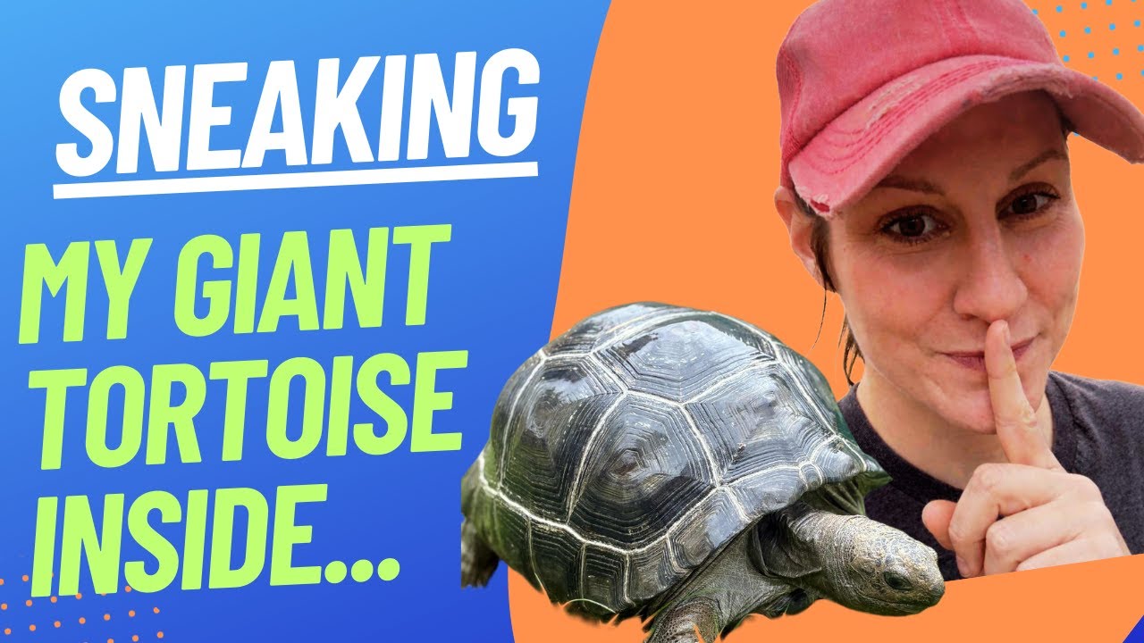 SHHH...SNEAKING MY GIANT ALDABRA TORTOISE INSIDE....BEFORE MY HUSBAND FINDS OUT!