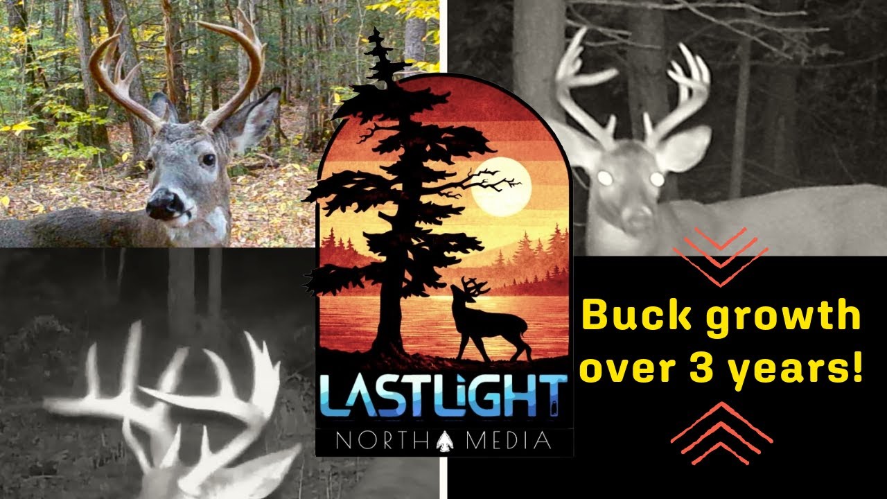 NH Trail Cams - Watch this buck grow 3 years!