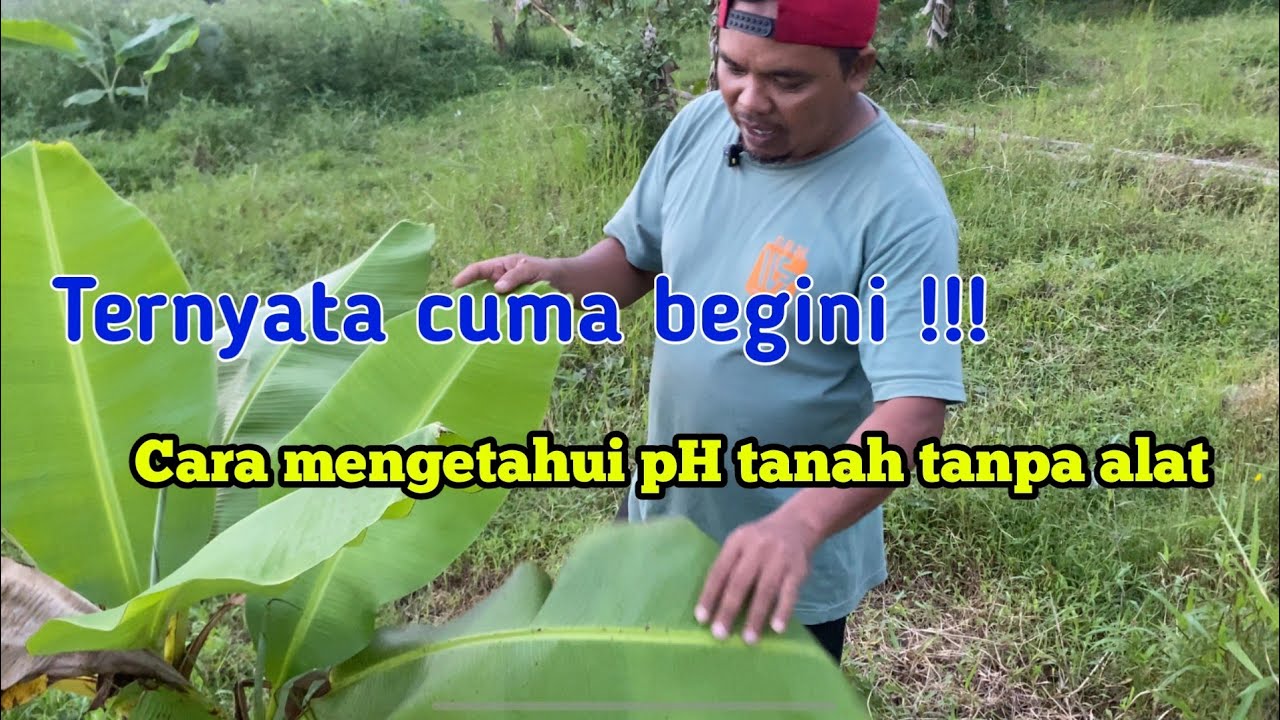 Ternyata cuma begini cara mengetahui ph tanah tanpa alat#phtabah