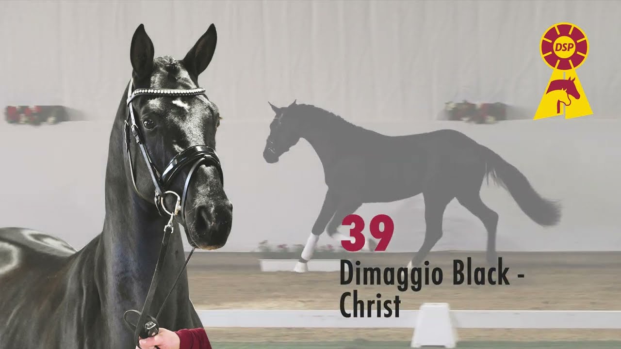 39 Dimaggio Black / Christ