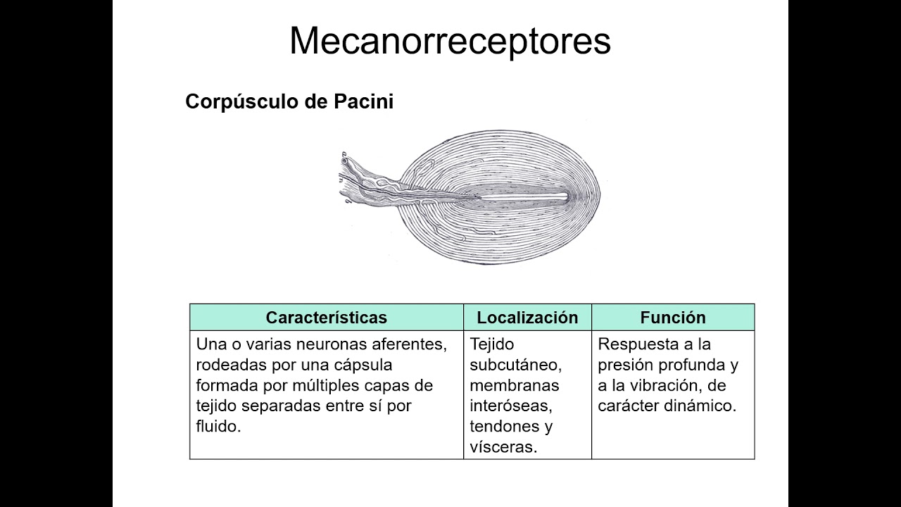 Somatosensación (