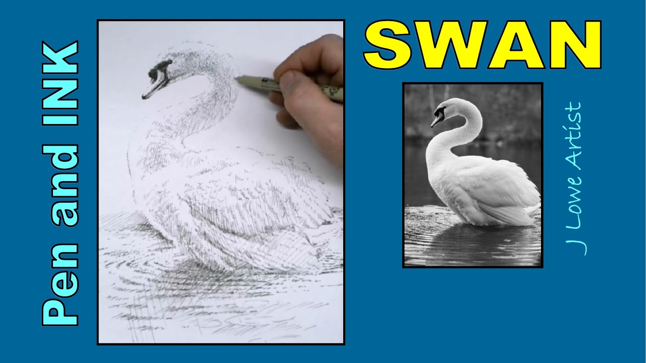 How to draw a swan swimming in water