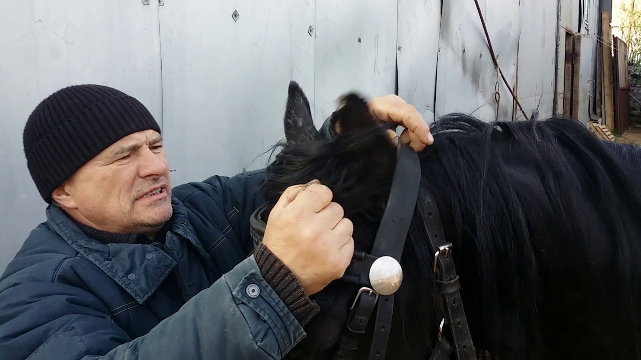 Запряжка в евроупряжь