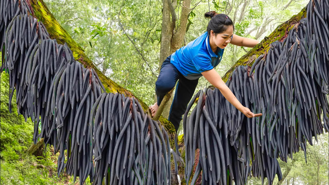 Harvesting Finger of the Forest & Go to Market Sell | The Forbidden Fruit Is Preserved | Lý Thị Hằng