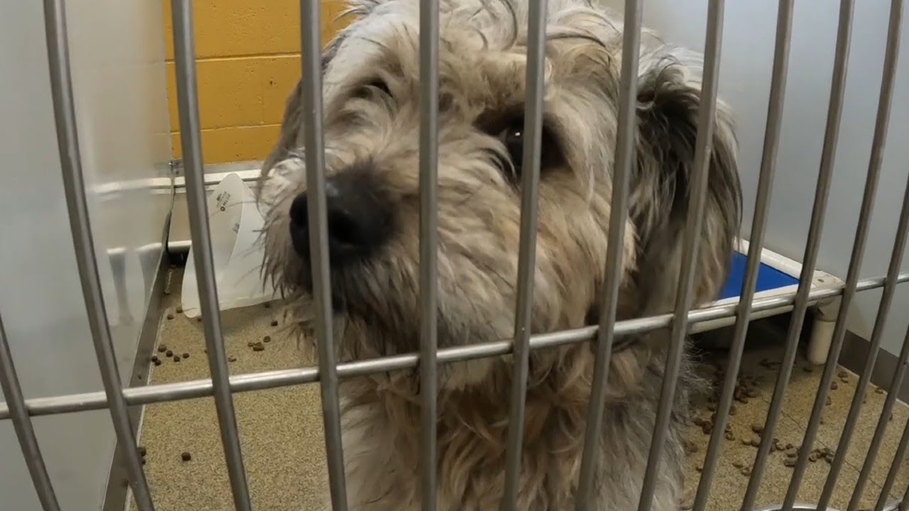 Animal shelters overflowing with pets waiting for new homes