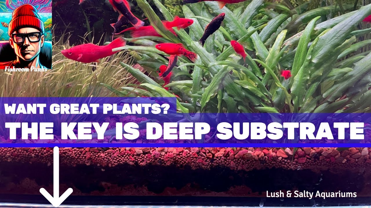 Deeper Substrate = Better Aquarium Plants!