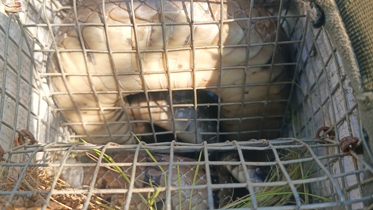 Trải nghiệm bẫy rắn h&agrave;ng khủng xuất hiện li&ecirc;n tục/snake trap in Vietnam