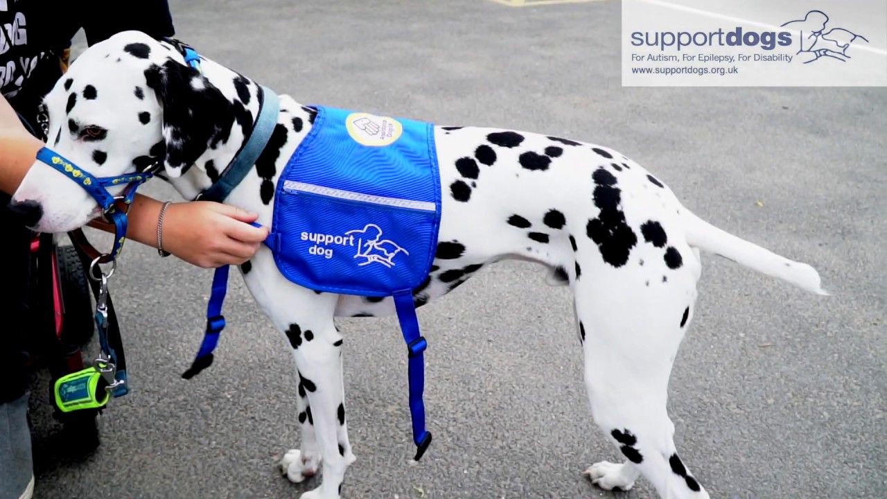 Support Dogs in Action 2020