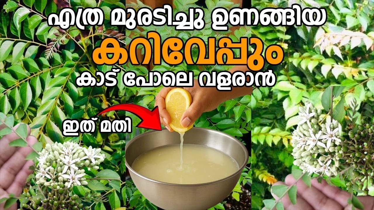 ഉണങ്ങി കരിഞ്ഞ കറിവേപ്പ്‌ പോലും പെട്ടന്നു തഴച്ചു വളരാൻ എളുപ്പവഴി  /Curry leaves cultivation Malayalam